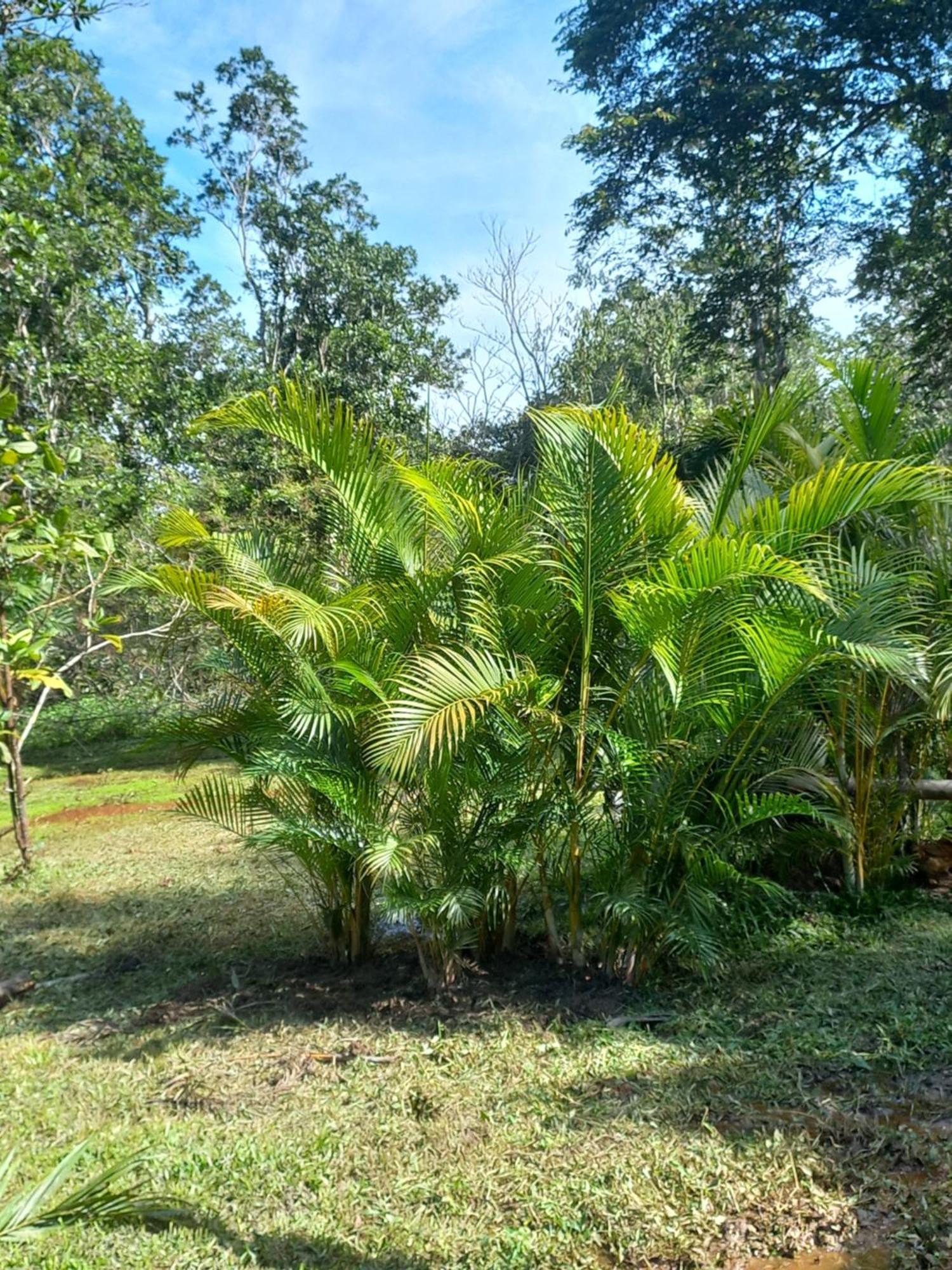 Recanto Dos Lobosco Villa Araquari Exteriör bild